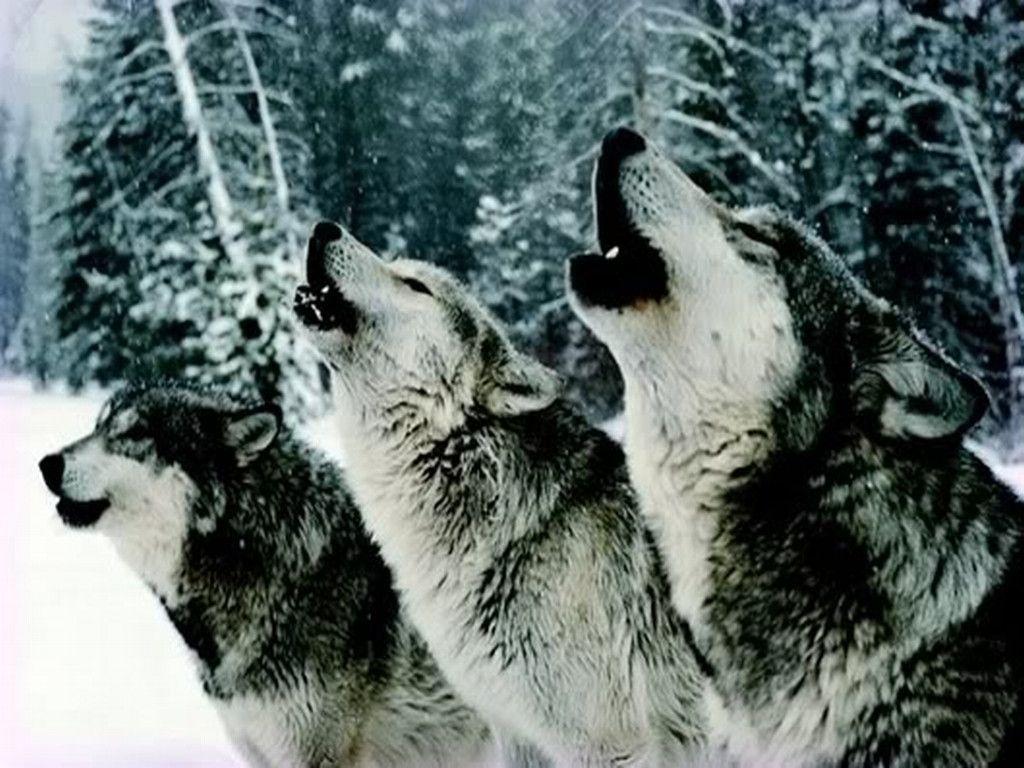 Pack Of Wolves Howling Wallpaper