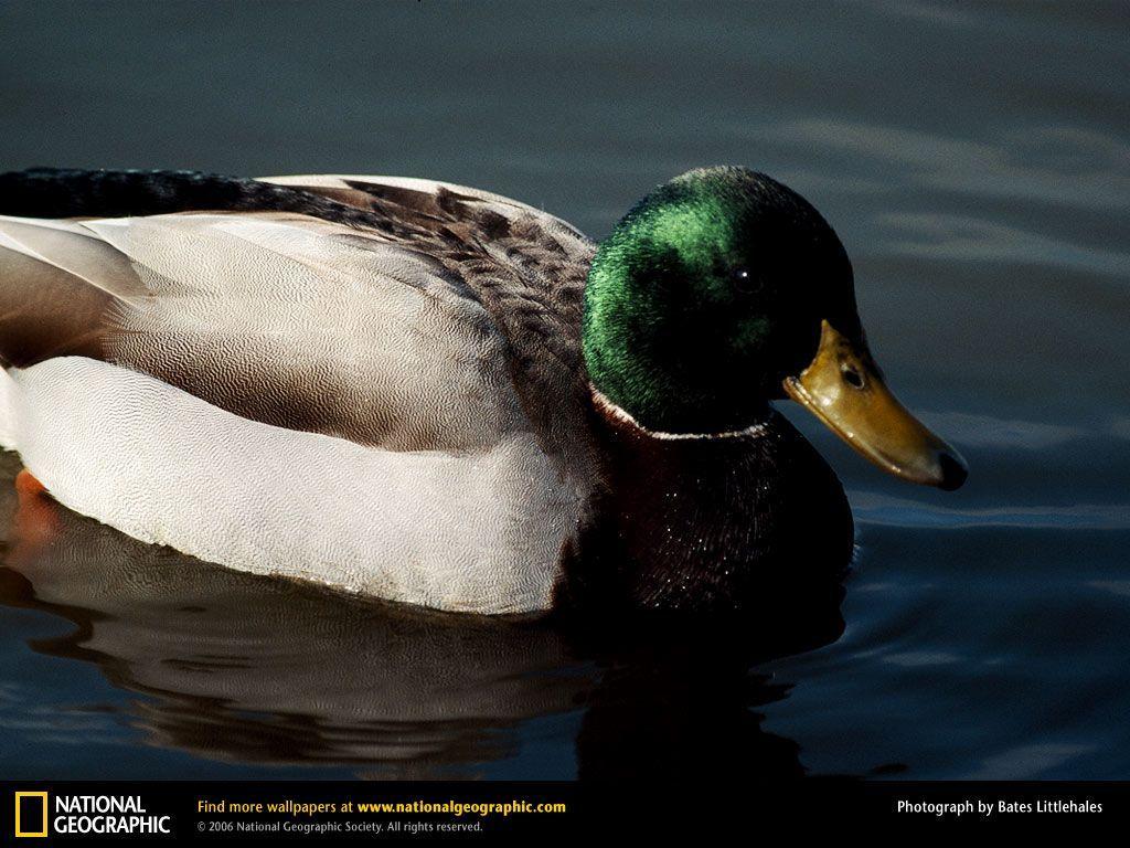Mallard Duck Picture, Mallard Duck Desktop Wallpaper, Free