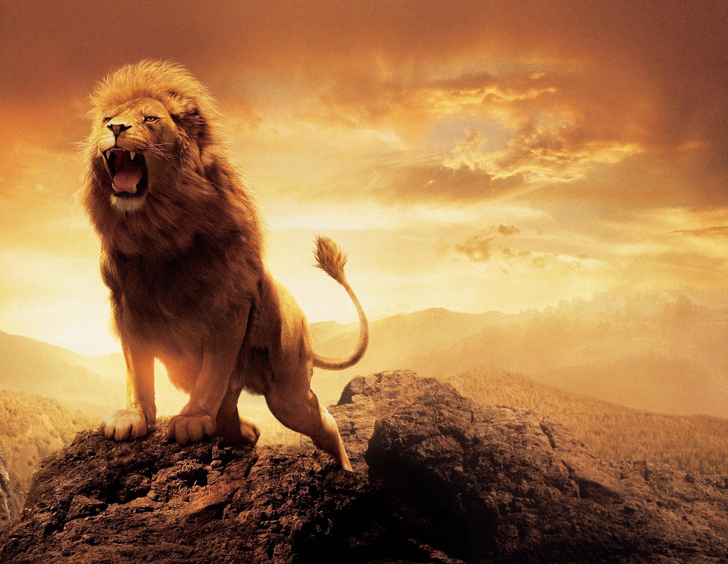 image For > Narnia Aslan Wallpaper