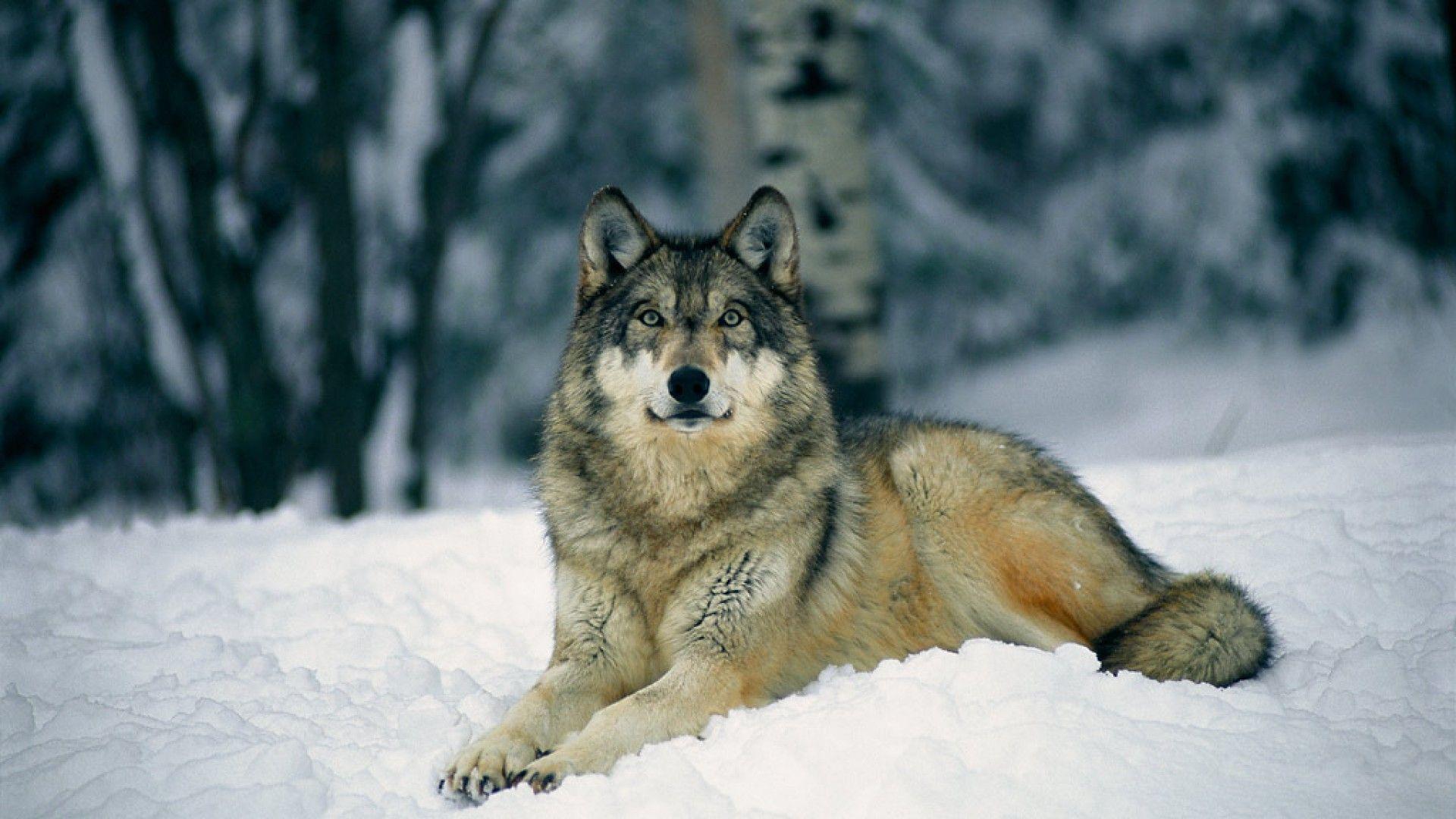 Gray Wolf in Snow Wallpaper Wallpaper Inn