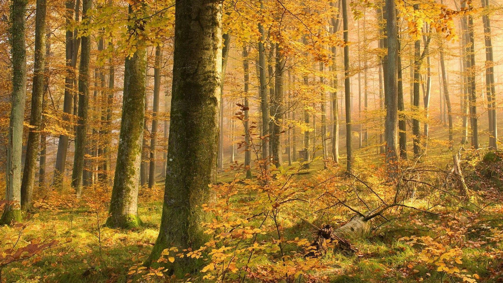 Autumn woods Wallpaper #
