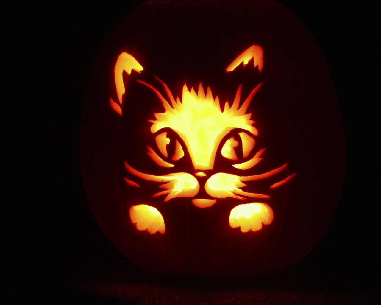 Halloween cat, cats, cute, funny, Halloween