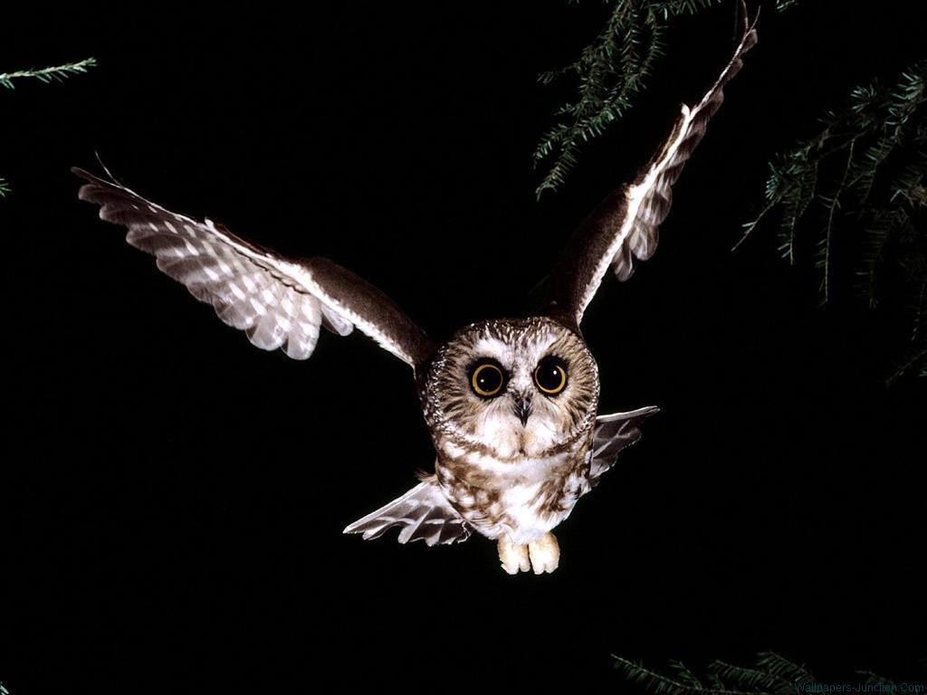 Owl Desktop Wallpaper HD Wallpaper Background