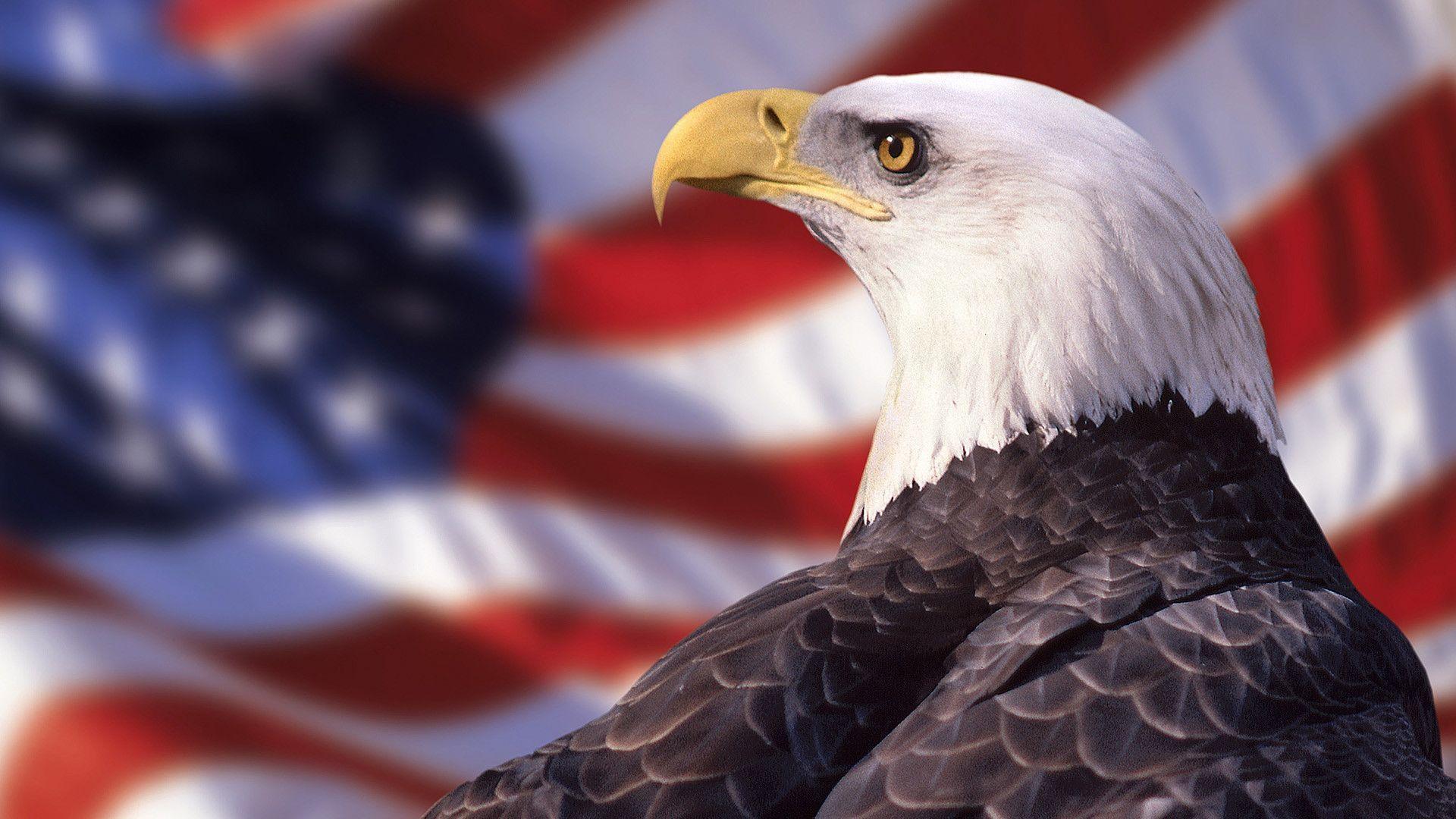 Bald Eagle American Flag Wallpaper. Best Free Wallpaper