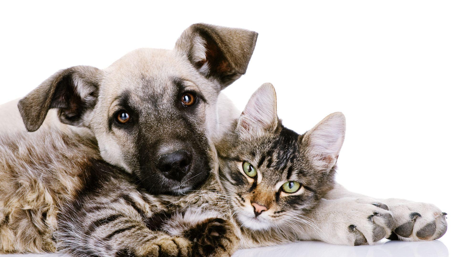 Dogs and cats wallpaper