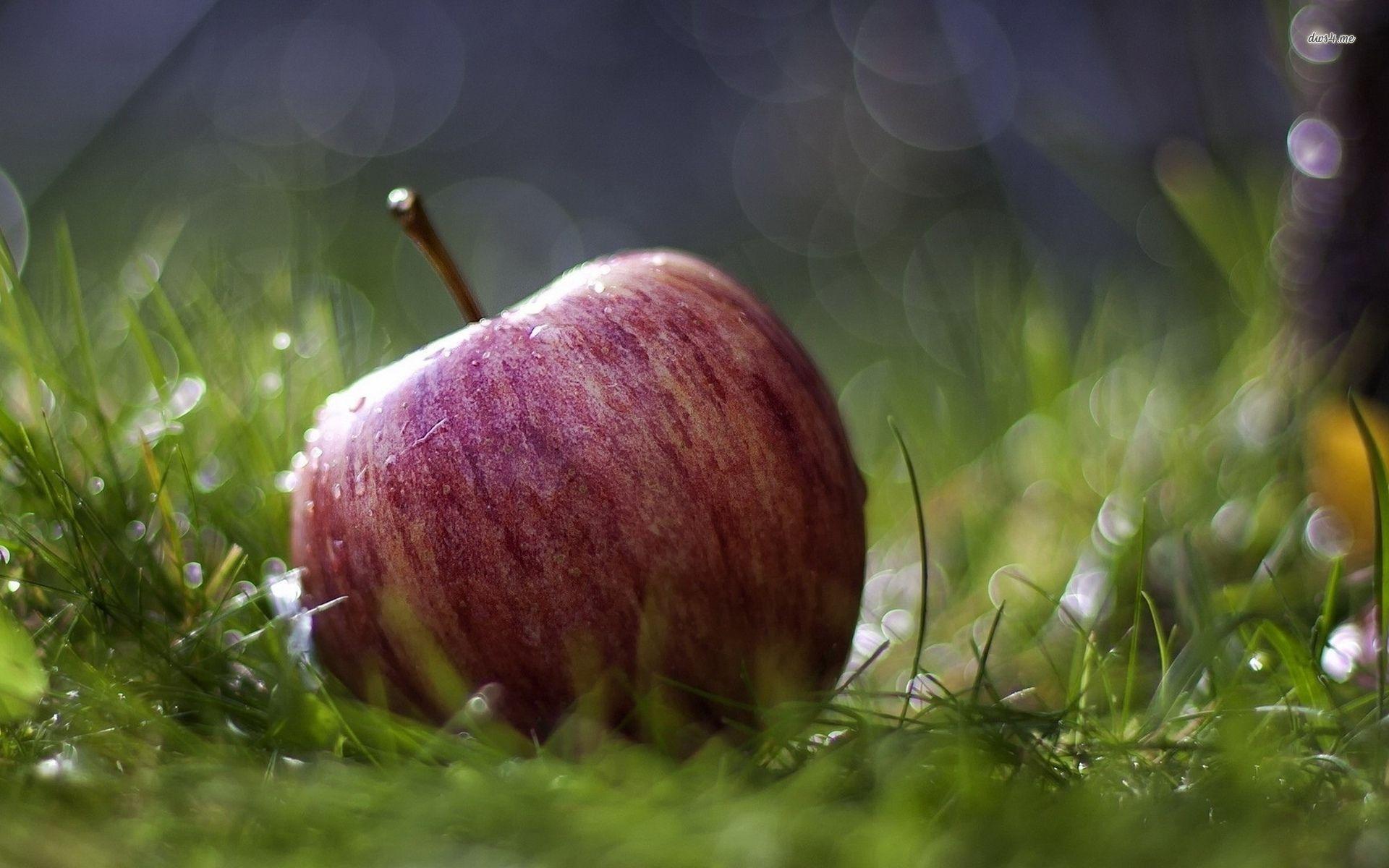 19119 Apple In The Wet Grass