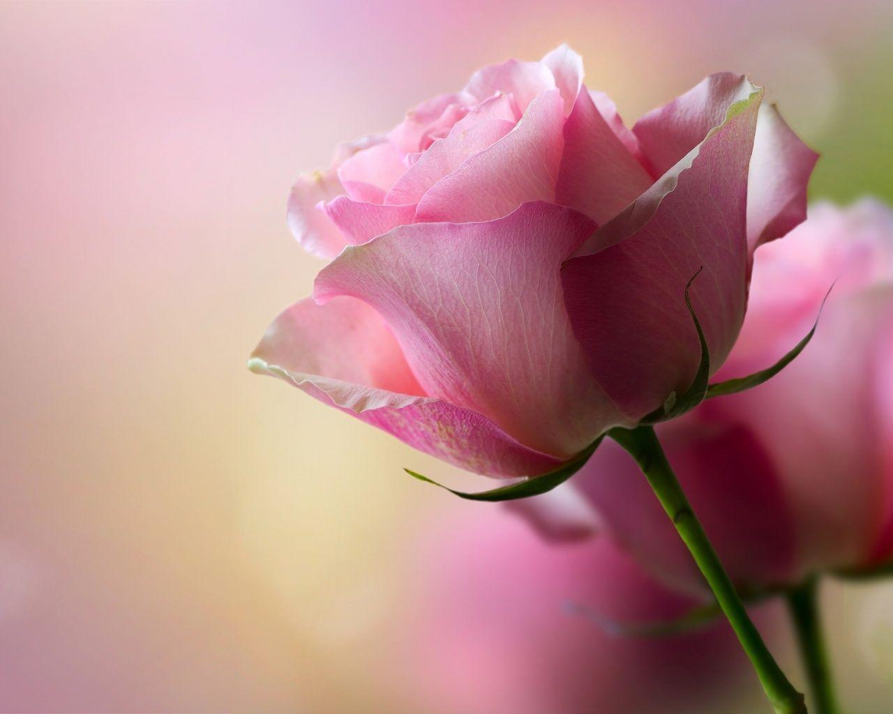 Pink Rose Backgrounds - Wallpaper Cave