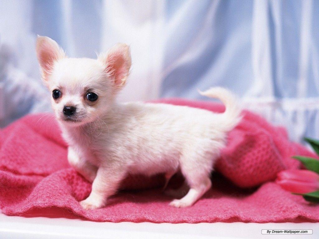 Chihuahua Wallpapers - Wallpaper Cave