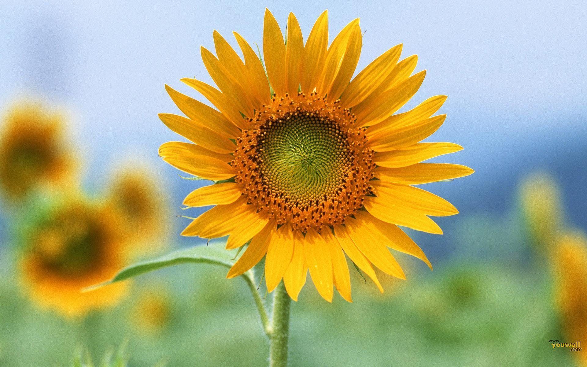 HD Wallpaper 1080p Sunflower- HD Wallpaper OS