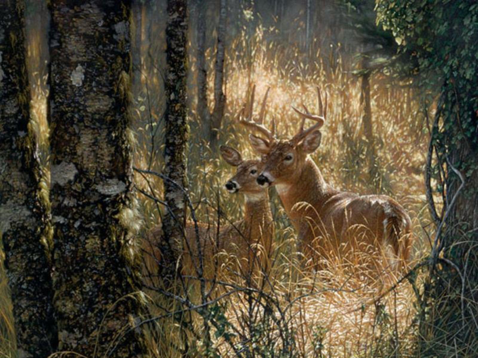 Wallpaper For > Deer Hunting Wallpaper