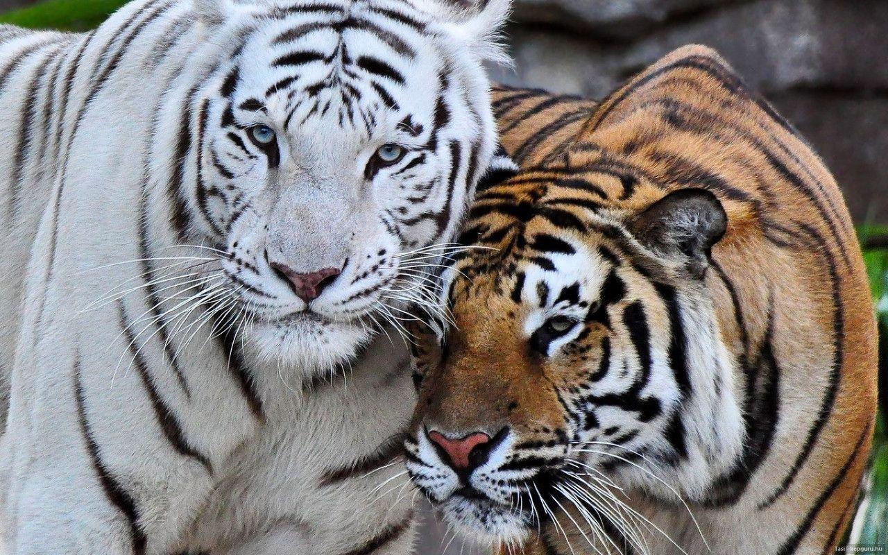 Wallpaper For > White Bengal Tiger Wallpaper