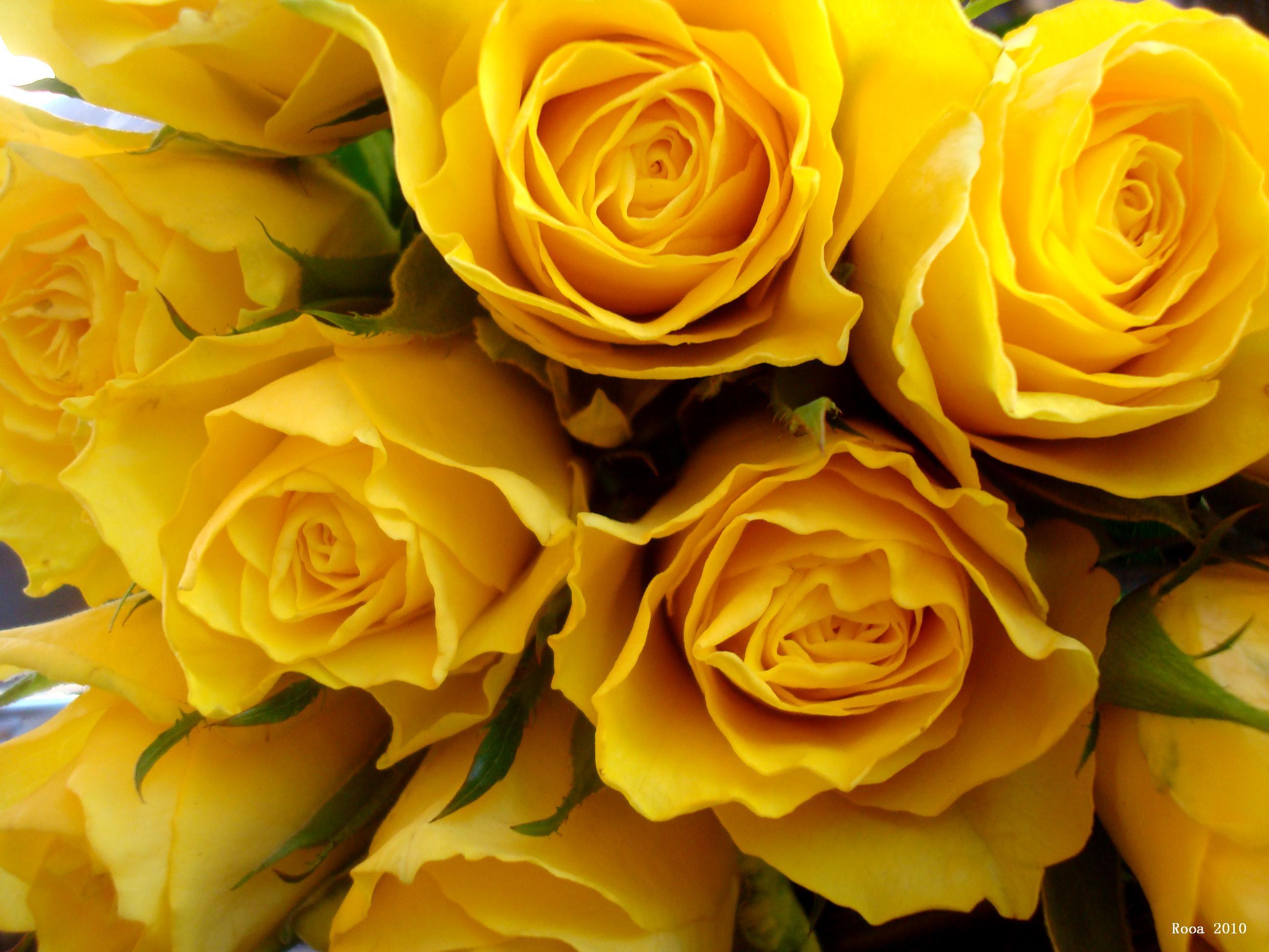 Yellow Rose Hd Images Free Download / Yellow Roses 77 2880x1800 : Wallpapers13.com / Download it
