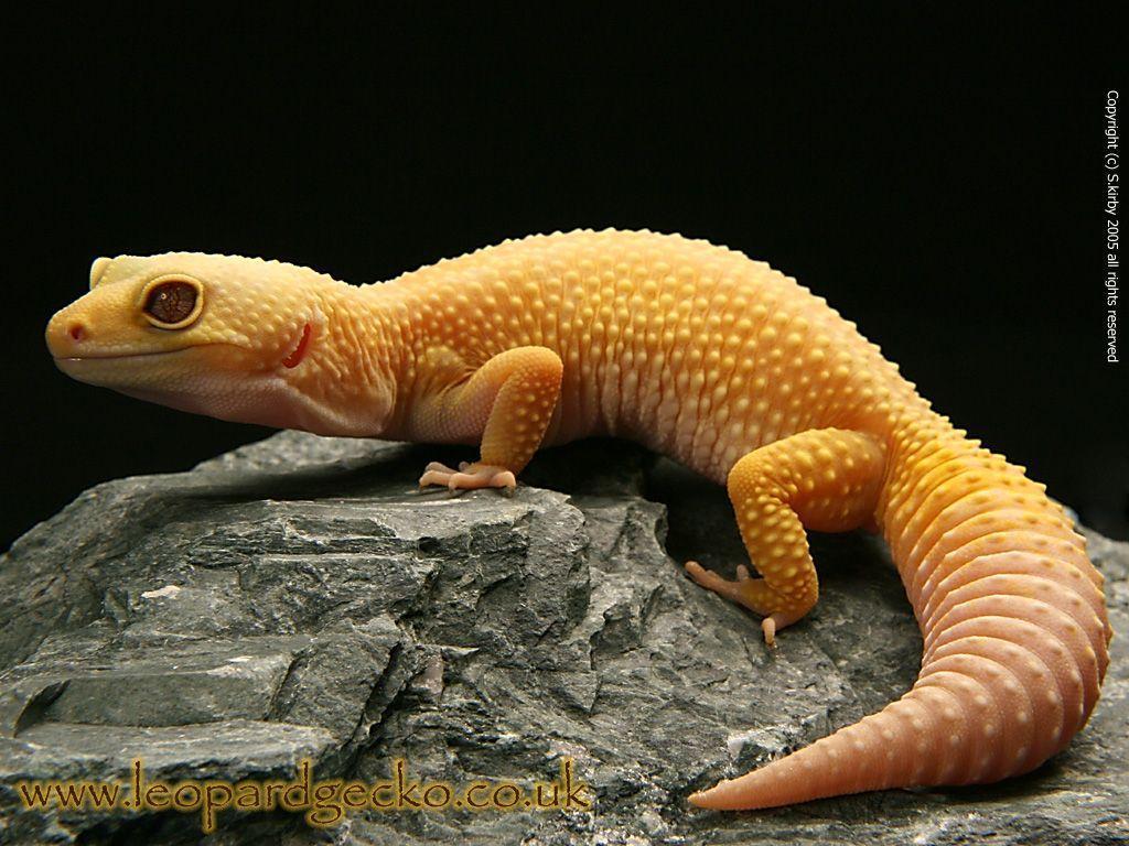 Leopard Gecko Pics Wildlife In Photography On The.net Forums