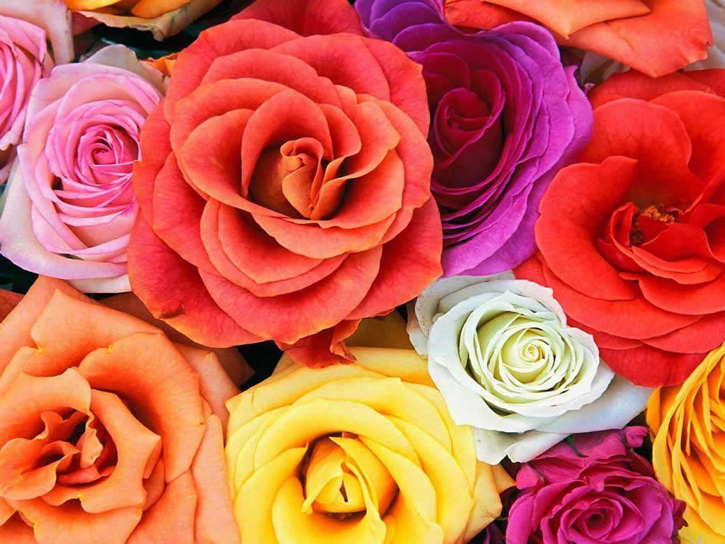 Rose Flowers Wallpaper For Desktop For Desktop Background 13 HD