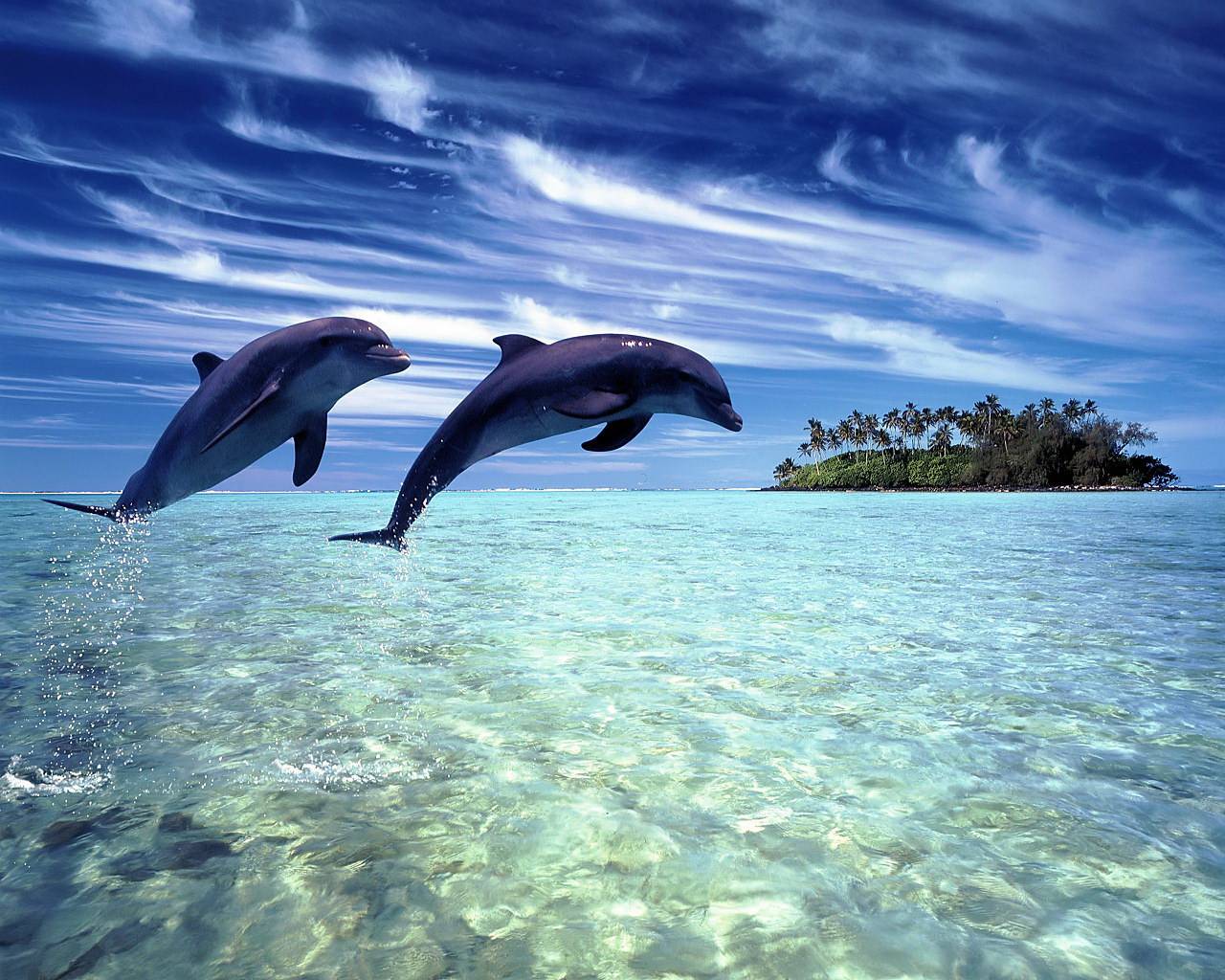 Cute Dolphins Lovers Wallpaper