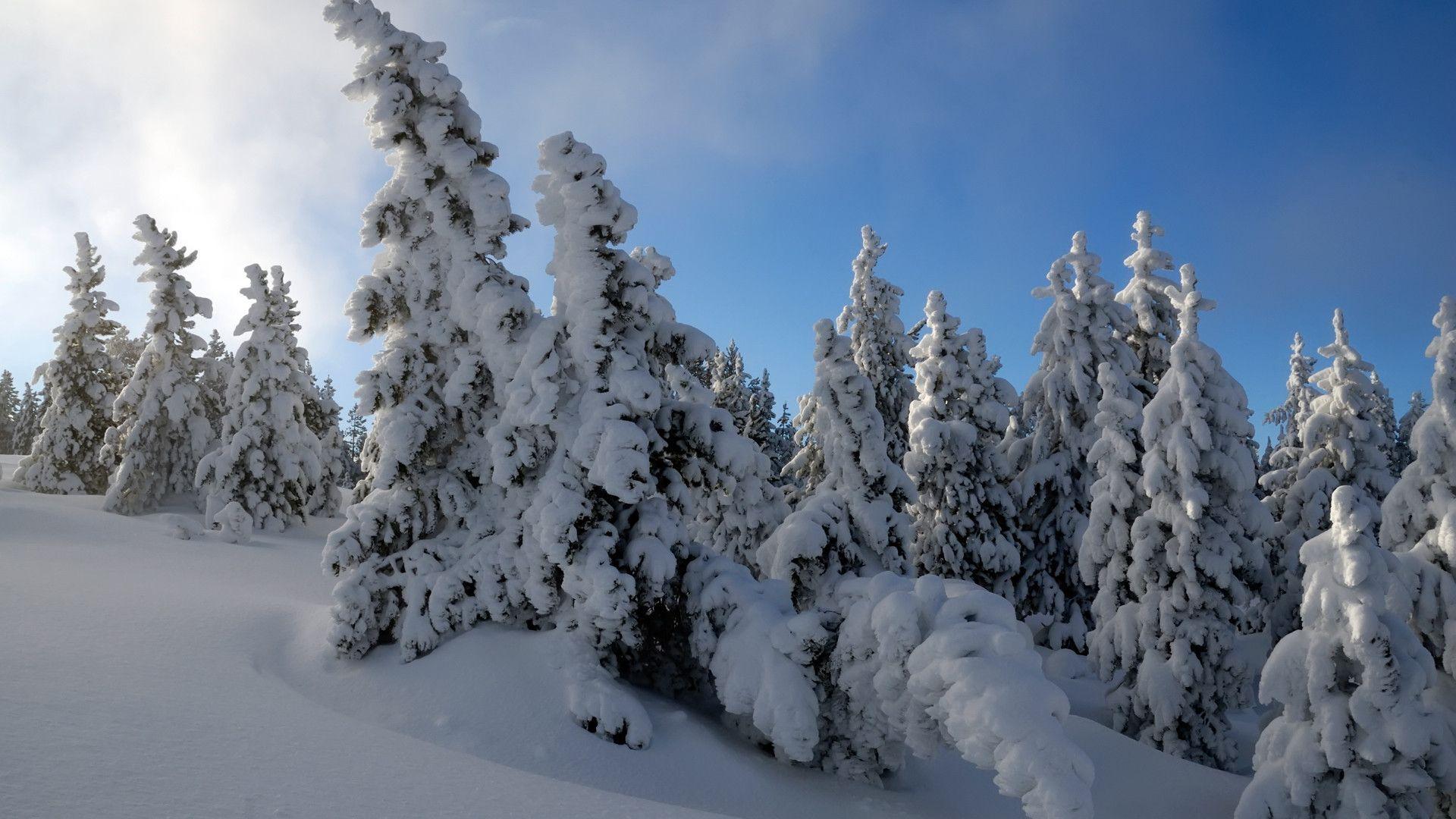 Snow Trees HDTV 1080p Wallpaper