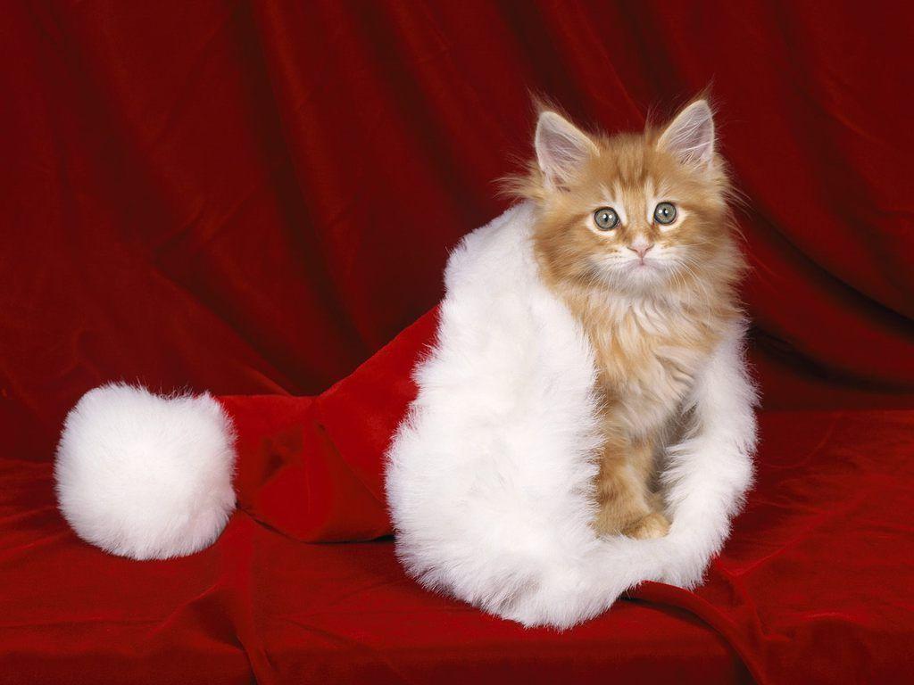 Xmas Stuff For > Christmas Kittens Wallpaper