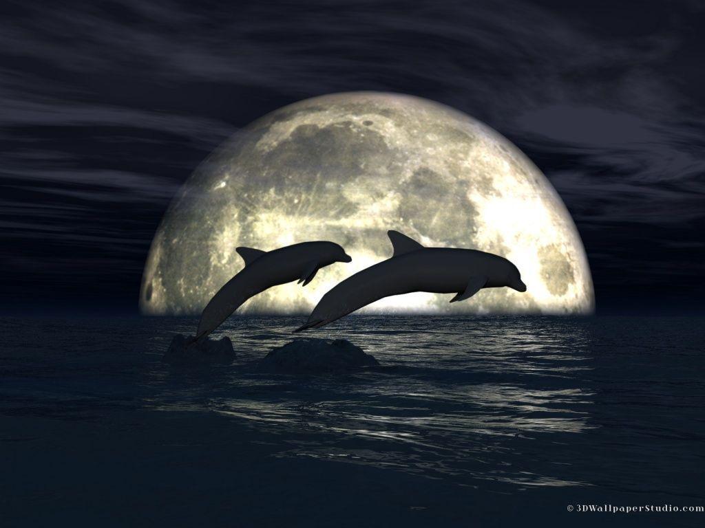 Moonlight Dolphins Wallpaper 1024x768PX Wallpaper Free Dolphin