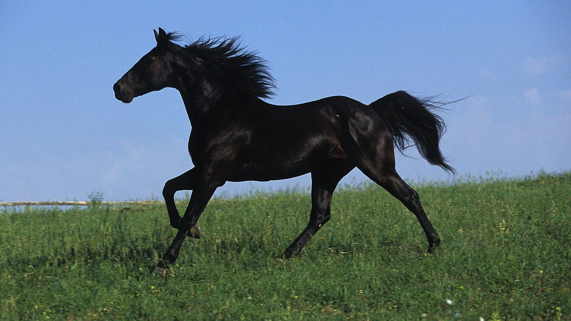 Black Horse Background, wallpaper, Black Horse Background HD