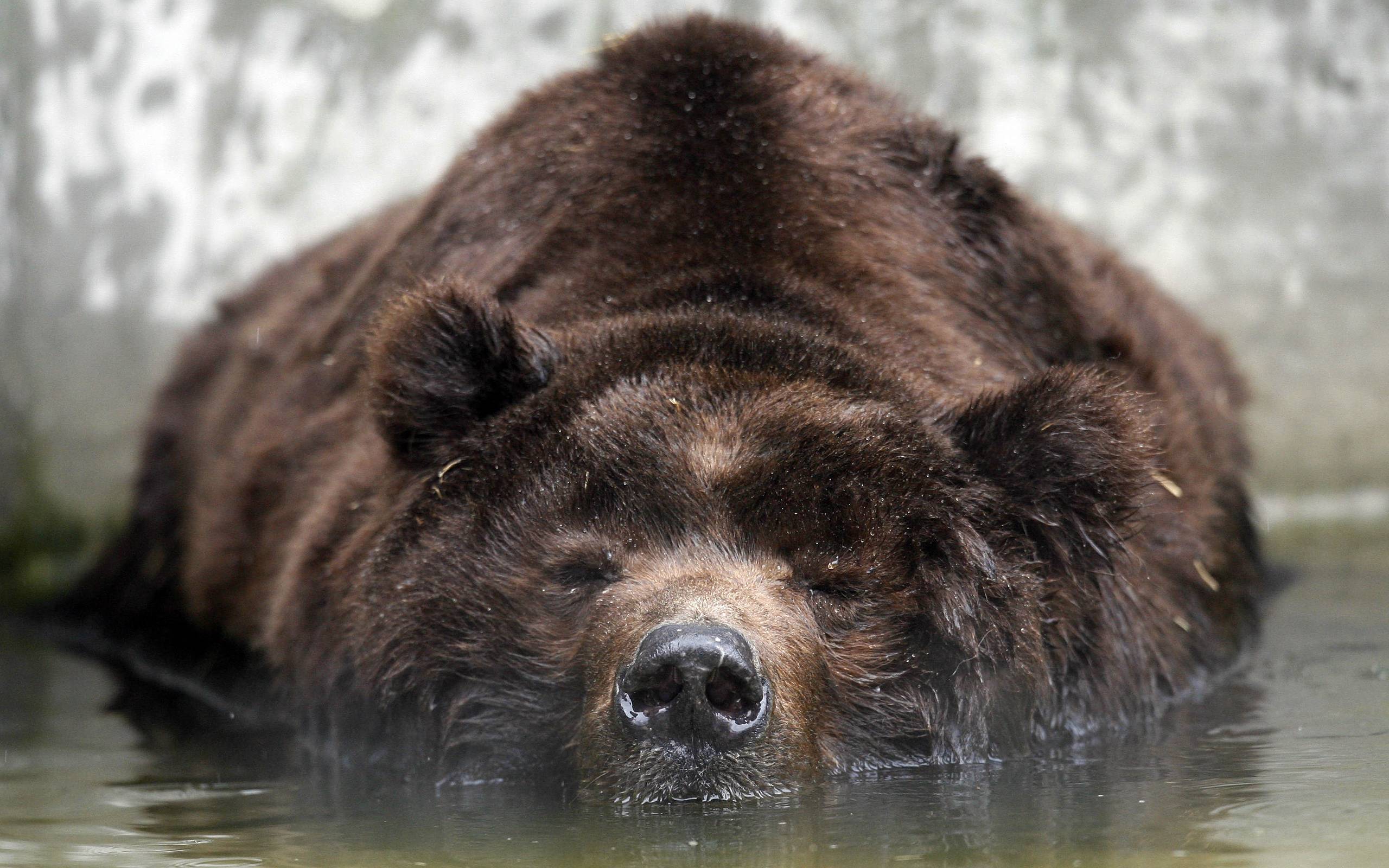 Grizzly Bear Backgrounds - Wallpaper Cave