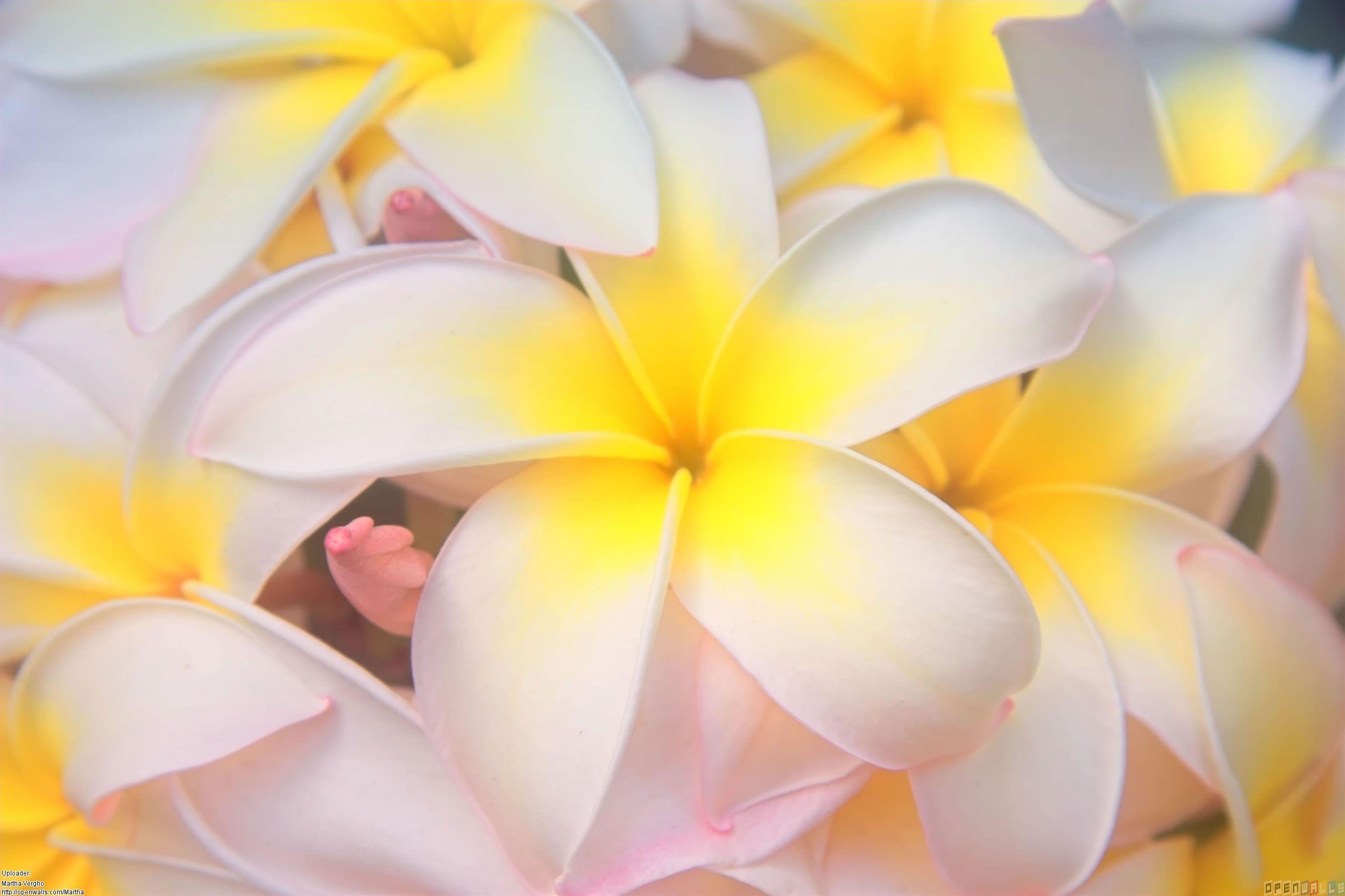 Hawaiian Flower Wallpaper 53675 Full HD Wallpaper Desktop