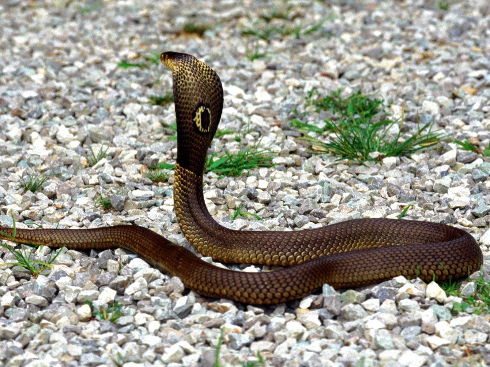 Snake Desktop Wallpaper. Snake HD Image