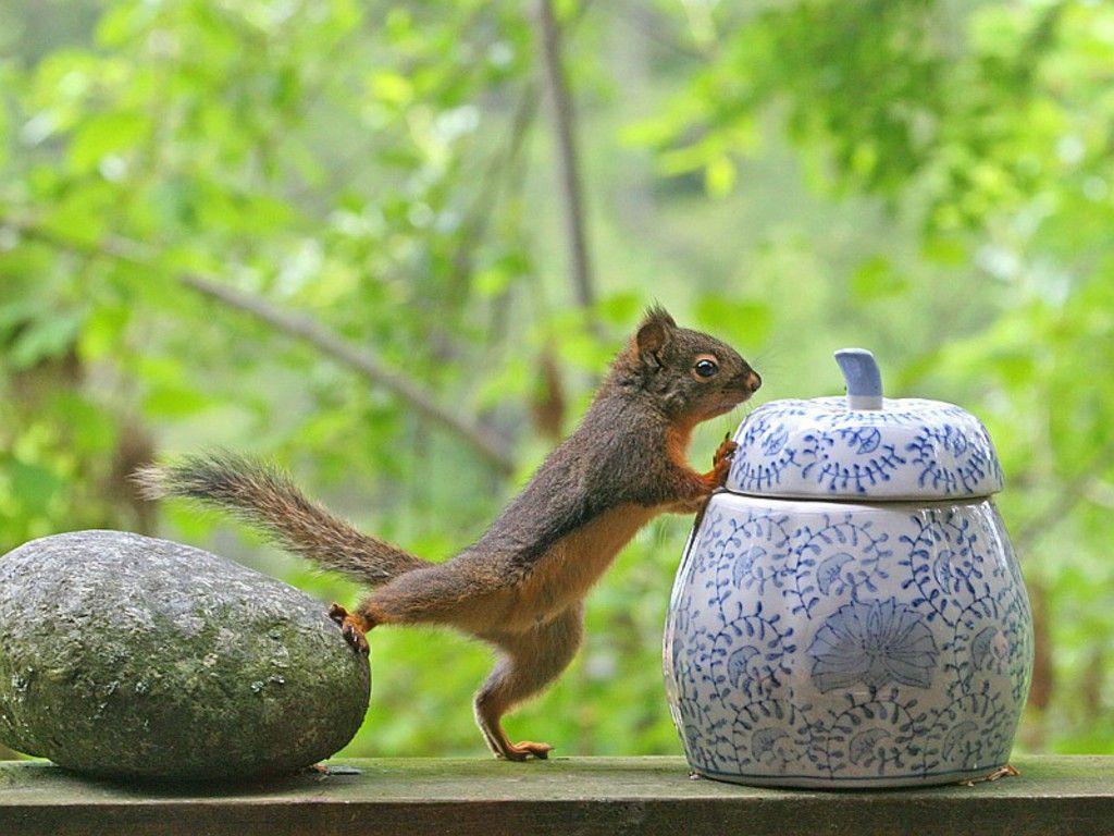 smart squirrel wallpaper