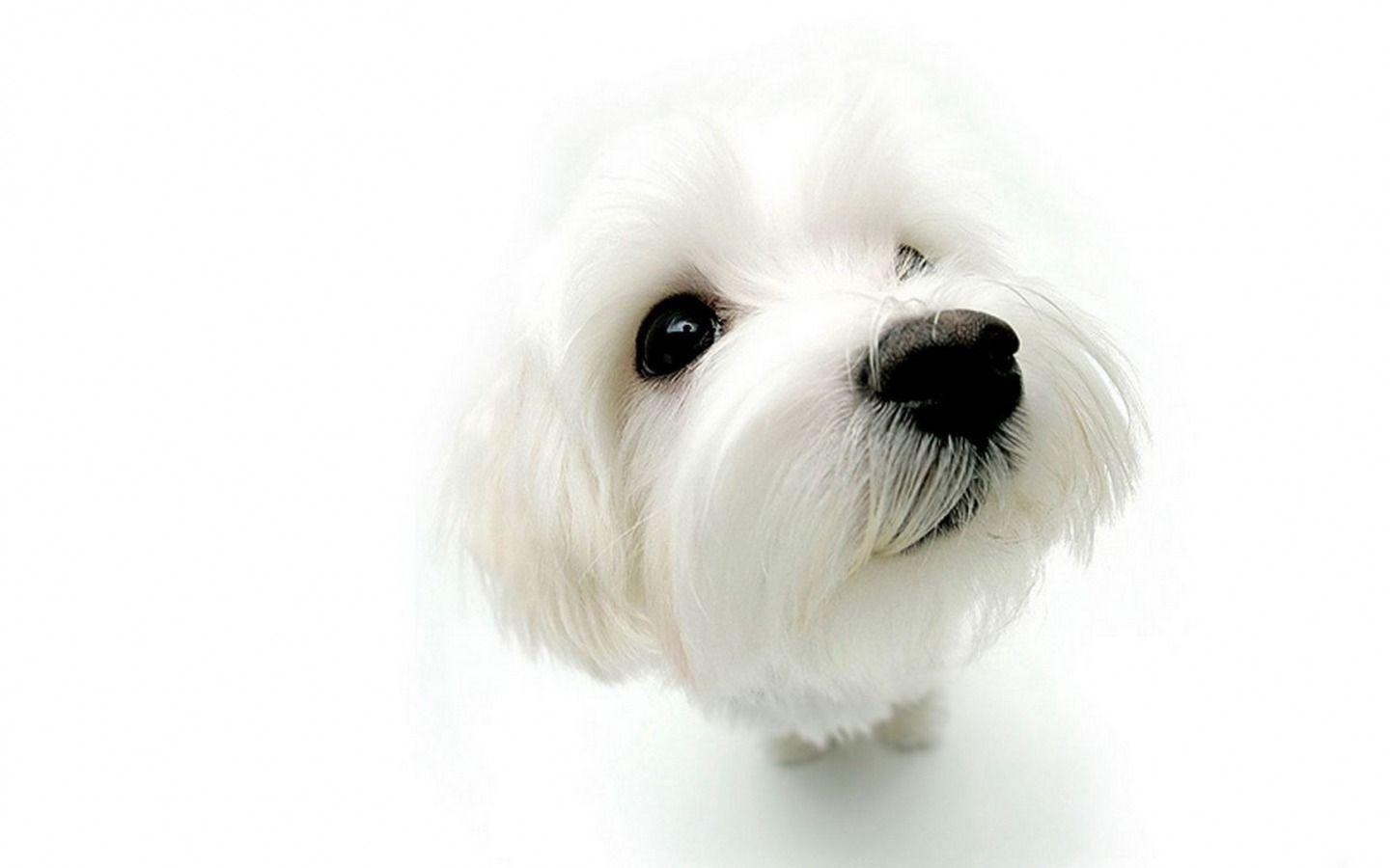The White Dogs Funny Wallpaper HD 28 Wallpaper. High