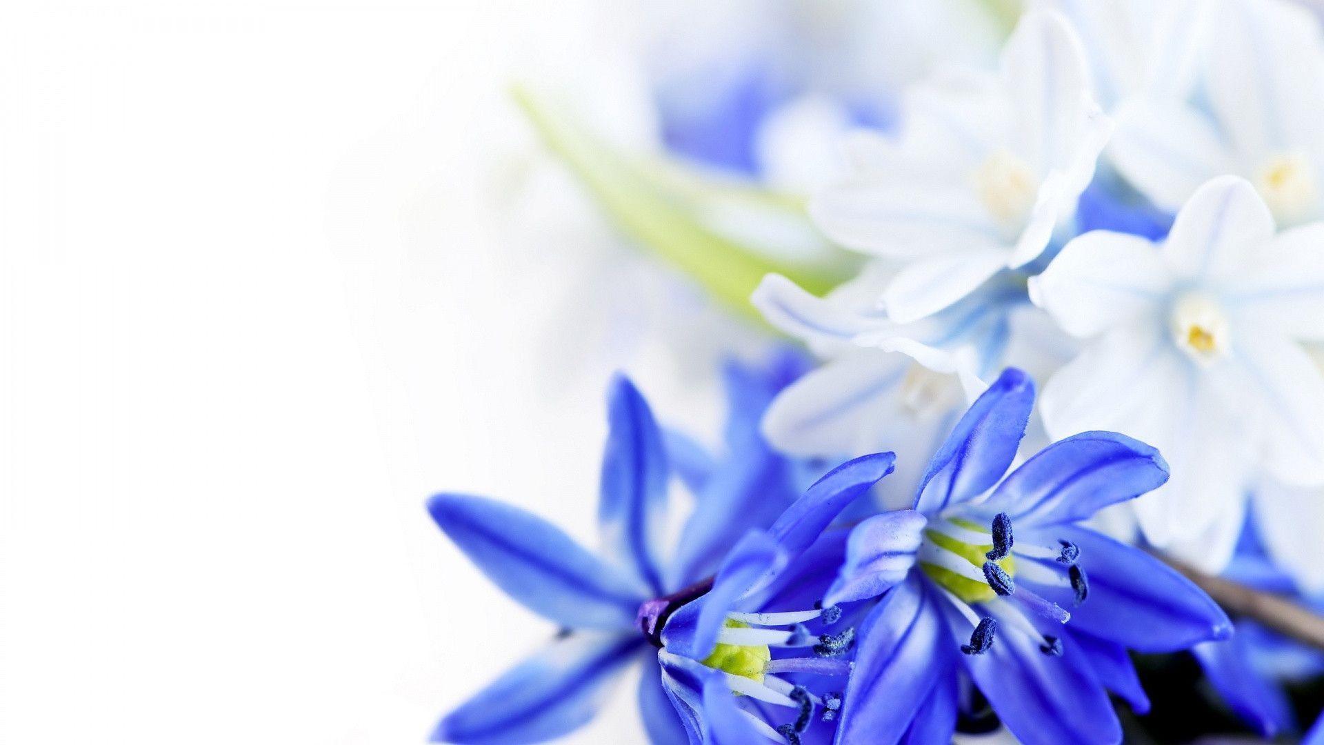 Blue And White Flower