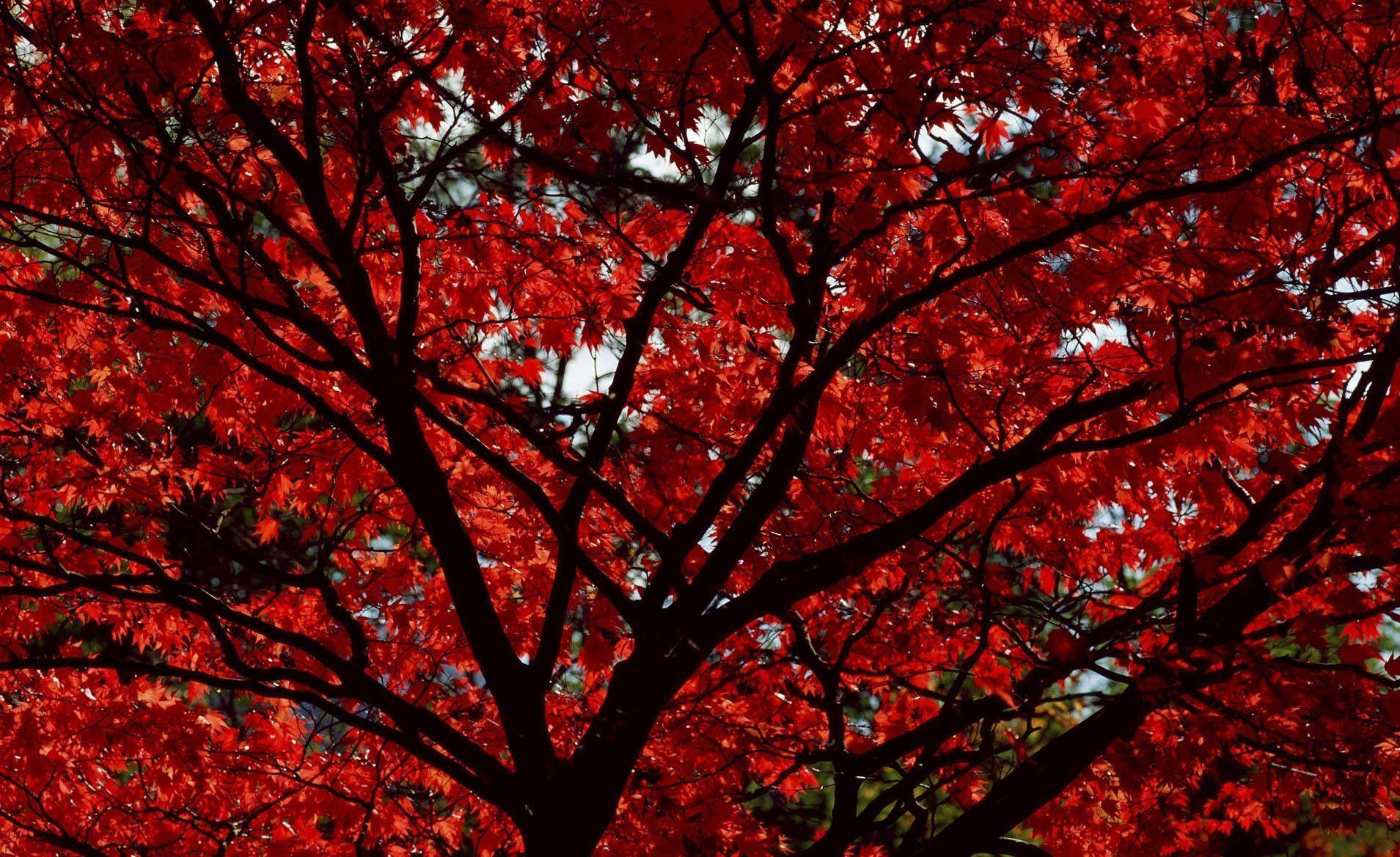 Autumn wallpaper with red leaves HD Wallpaper