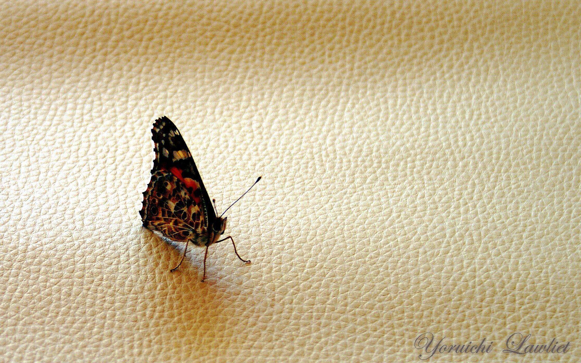 Butterfly On Textured Background Widescreen Wallpaper Textured