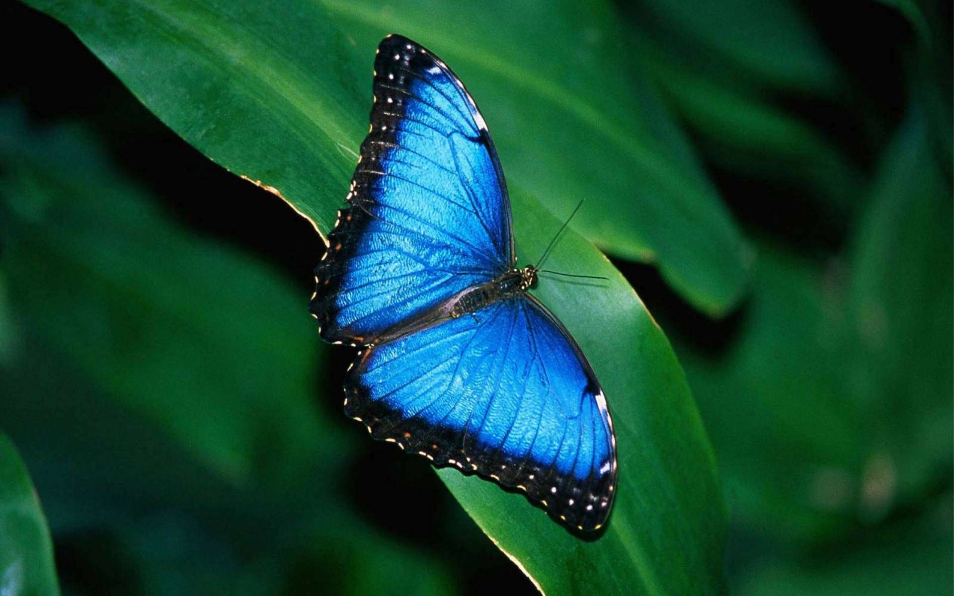 Blue Butterfly Wallpaper and Background