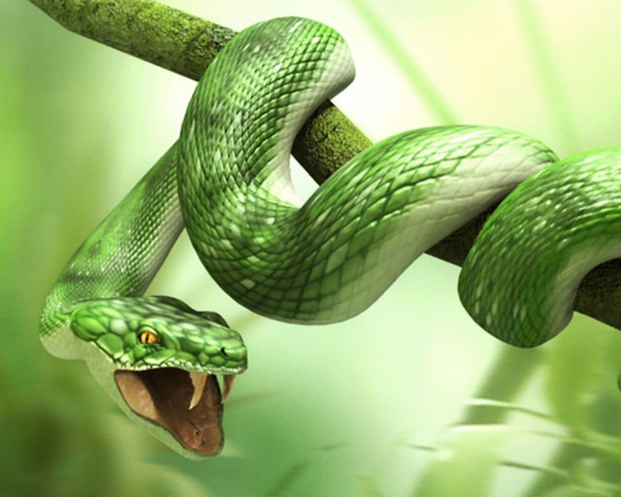 Green 3D Snake HD Wallpaper Wallpaper Inn