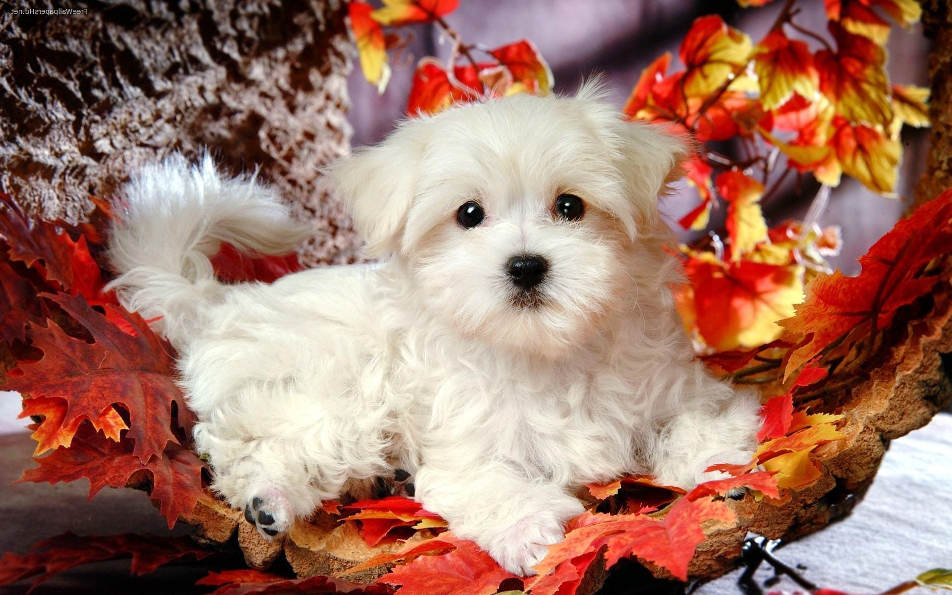 Cute Puppy Wallpapers For Desktop - Wallpaper Cave