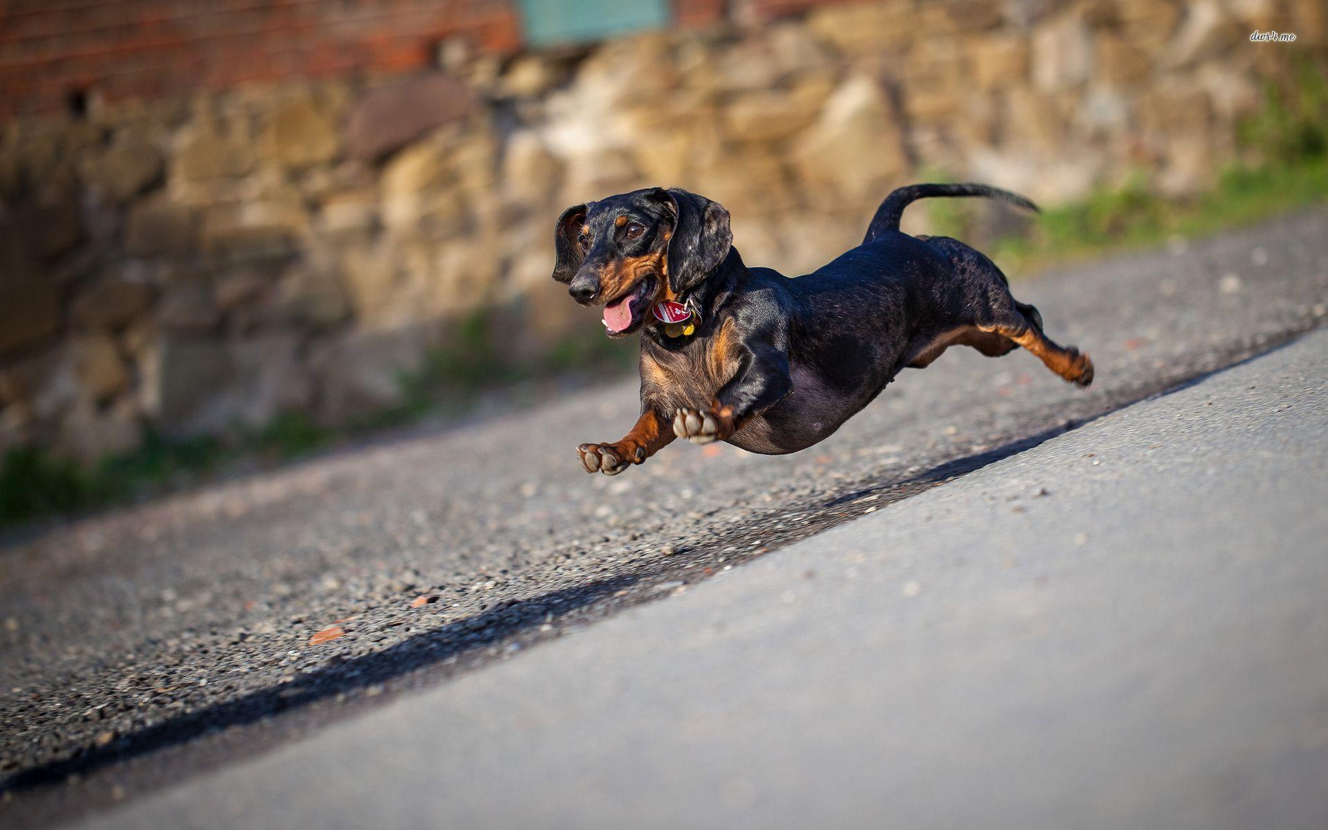 Dachshund Wallpapers - Wallpaper Cave