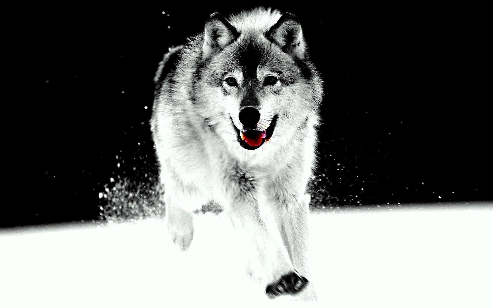Wolf HD wallpaper beautiful dog like animal