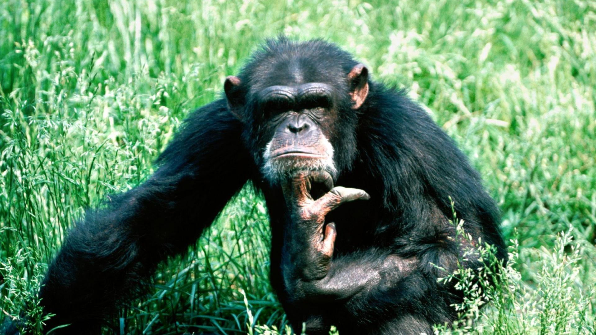 Lost In Thought Chimpanzee HD wallpaper