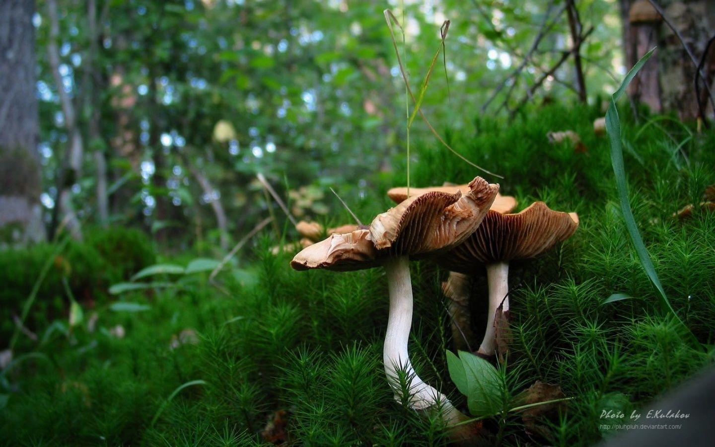 mushrooms in green forest wallpaper HD