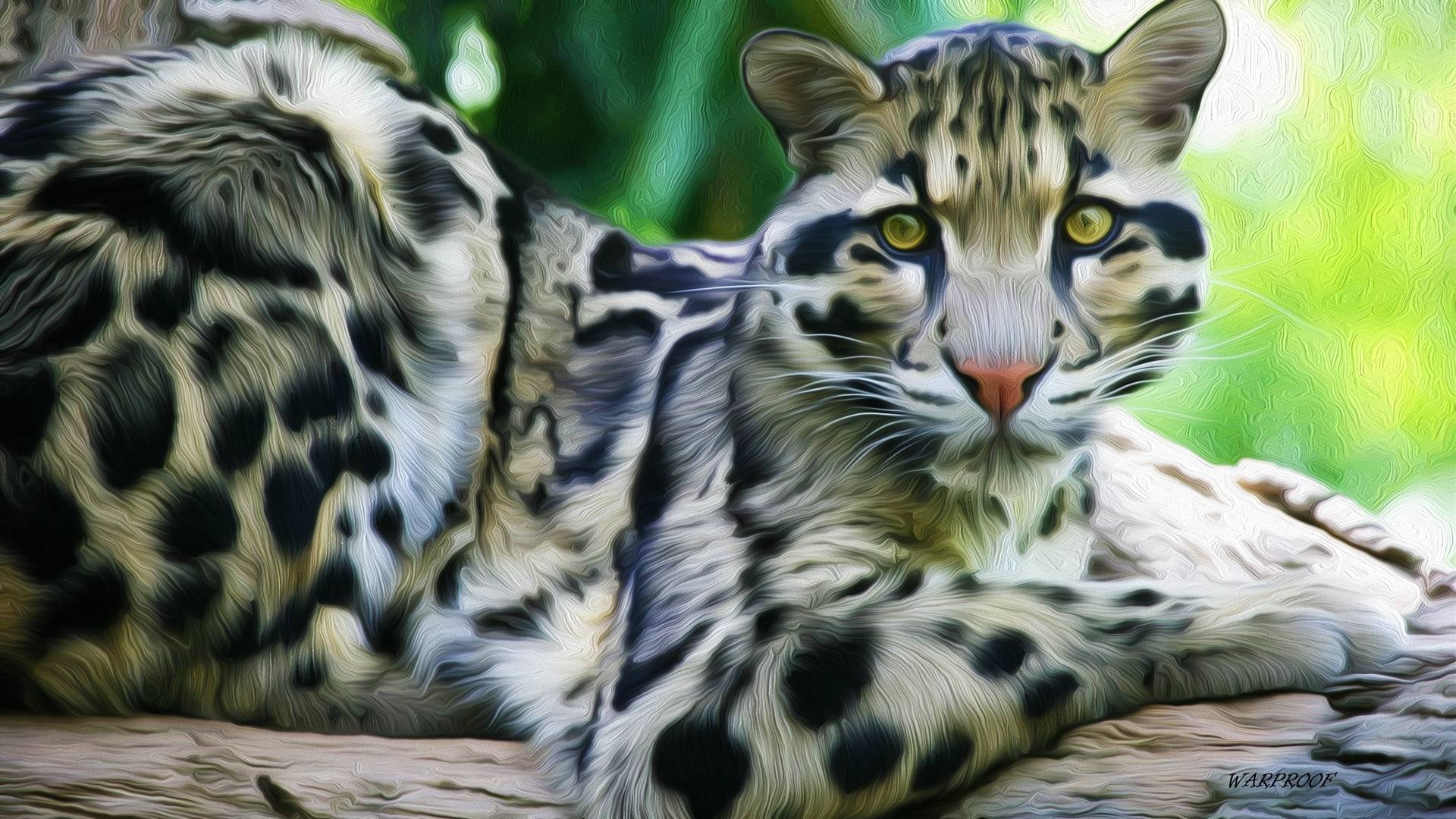 image For > Clouded Leopard