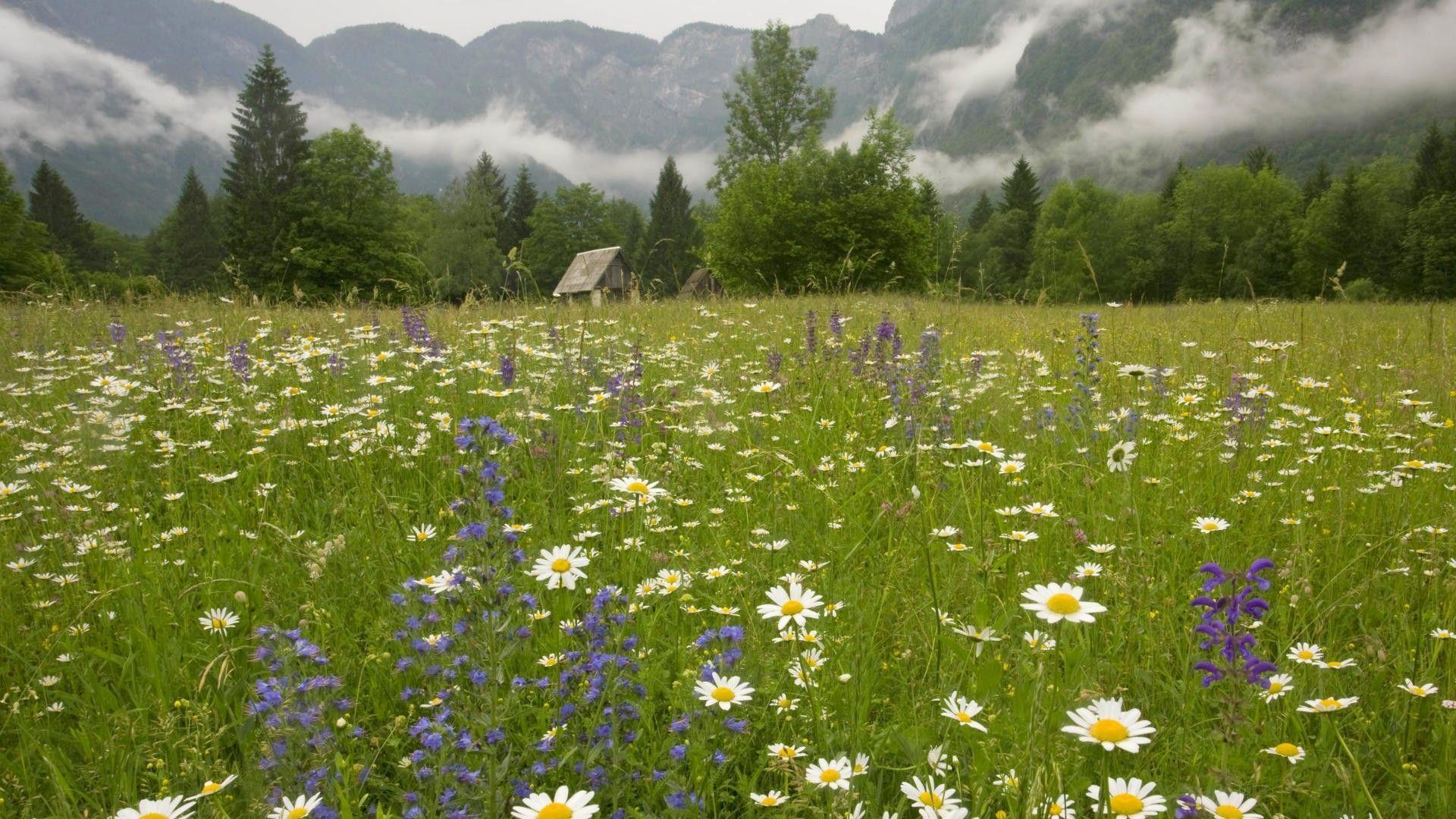 HD Wildflower On Mountain Meadow Wallpaper Download