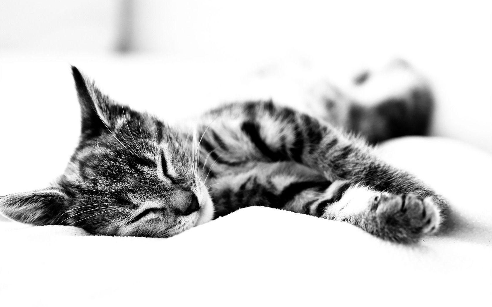 Black and white Cat widescreen wallpaper. Wide
