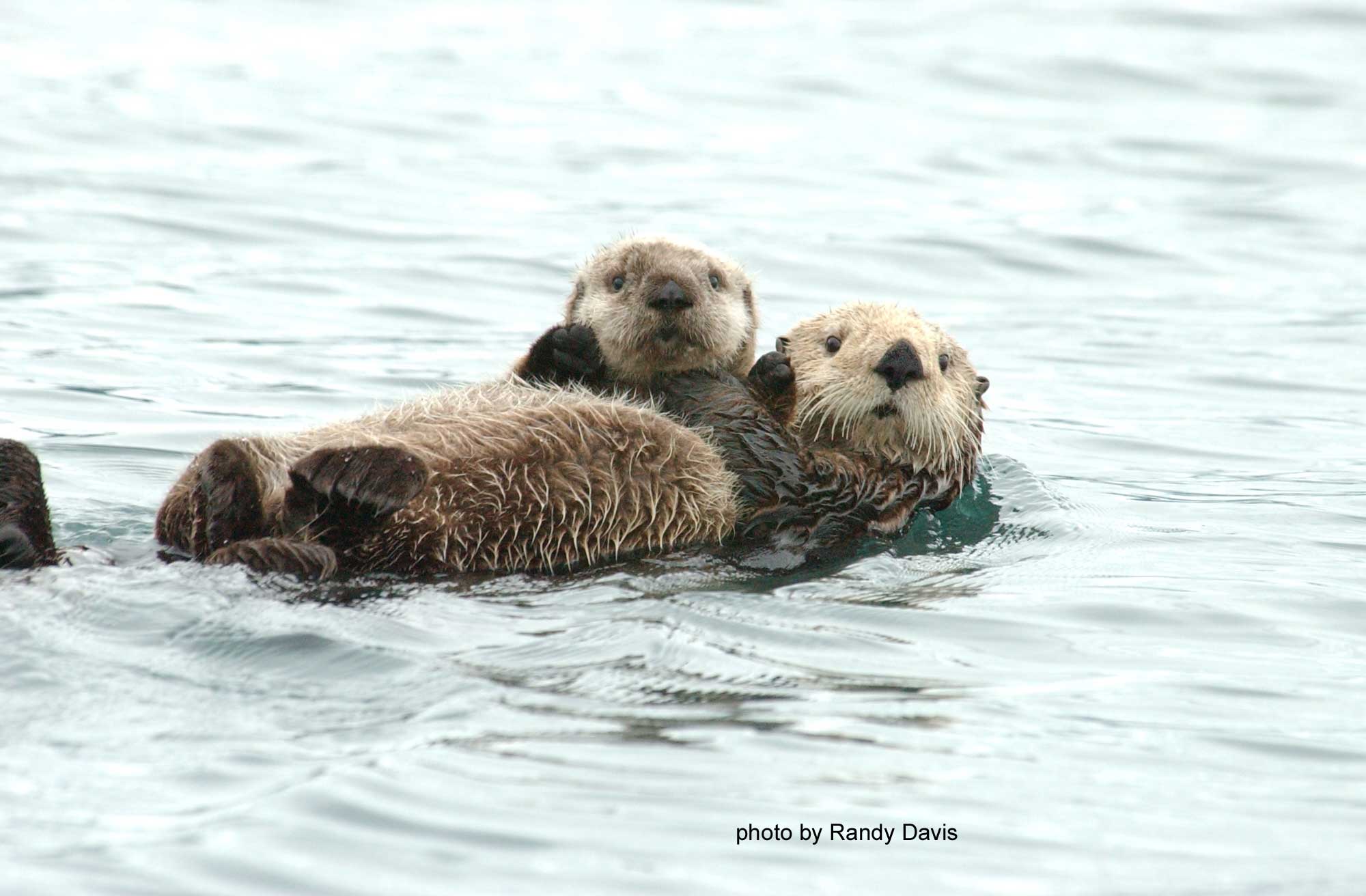 Sea Otter and Nearshore Marine Ecology Research Project