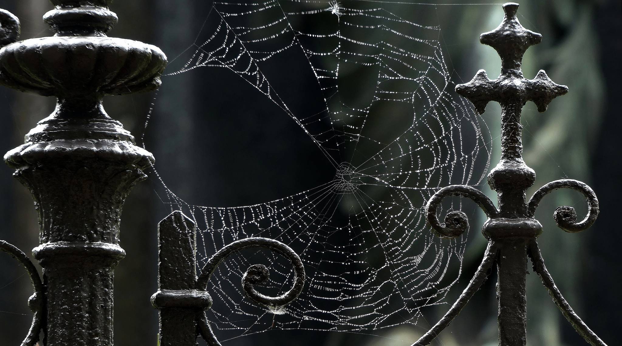 Hd Spider Web Wallpaper By Click Category