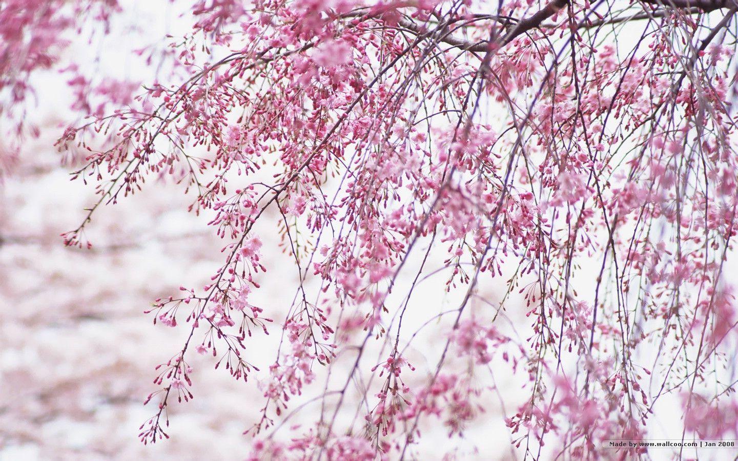 1440*900 Japanese Sakura wallpaper Cherry Blossom