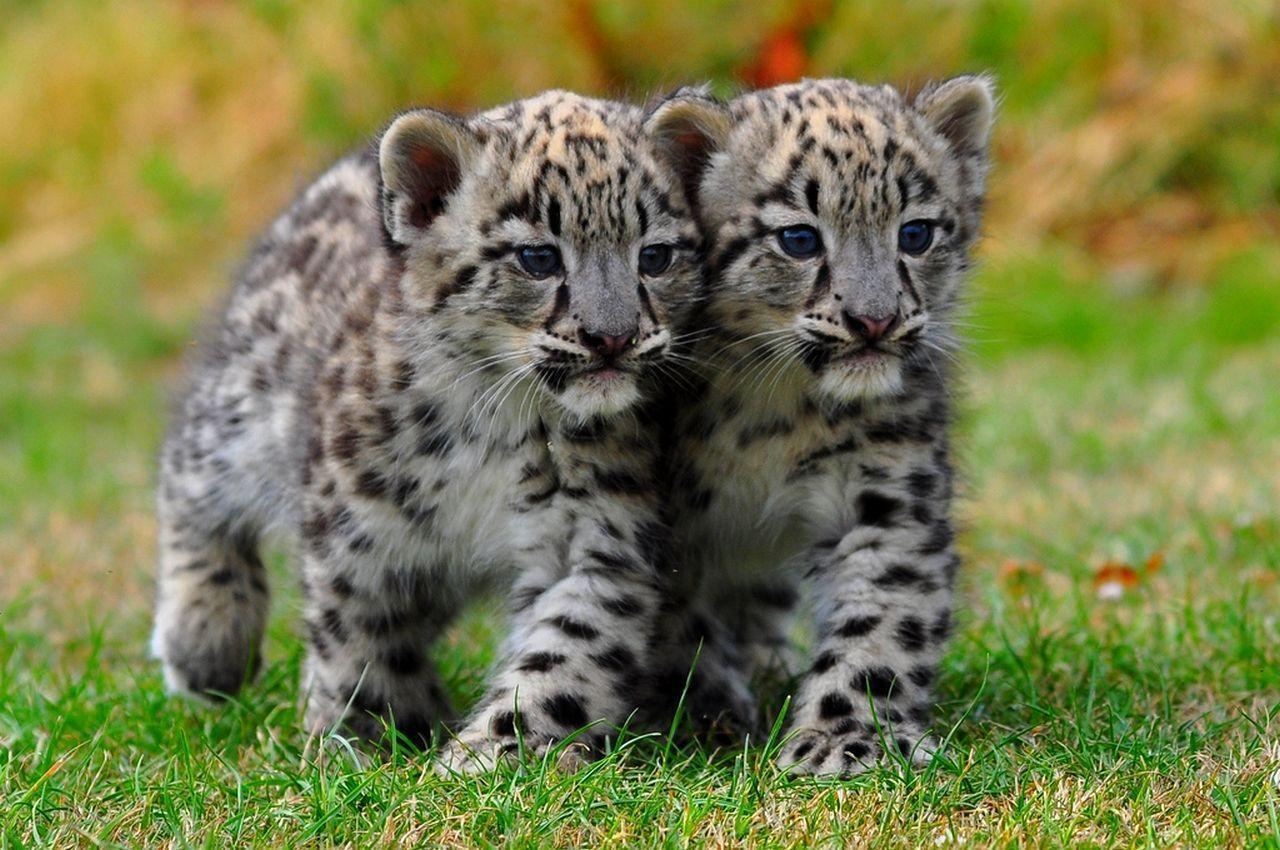Snow leopards Pins