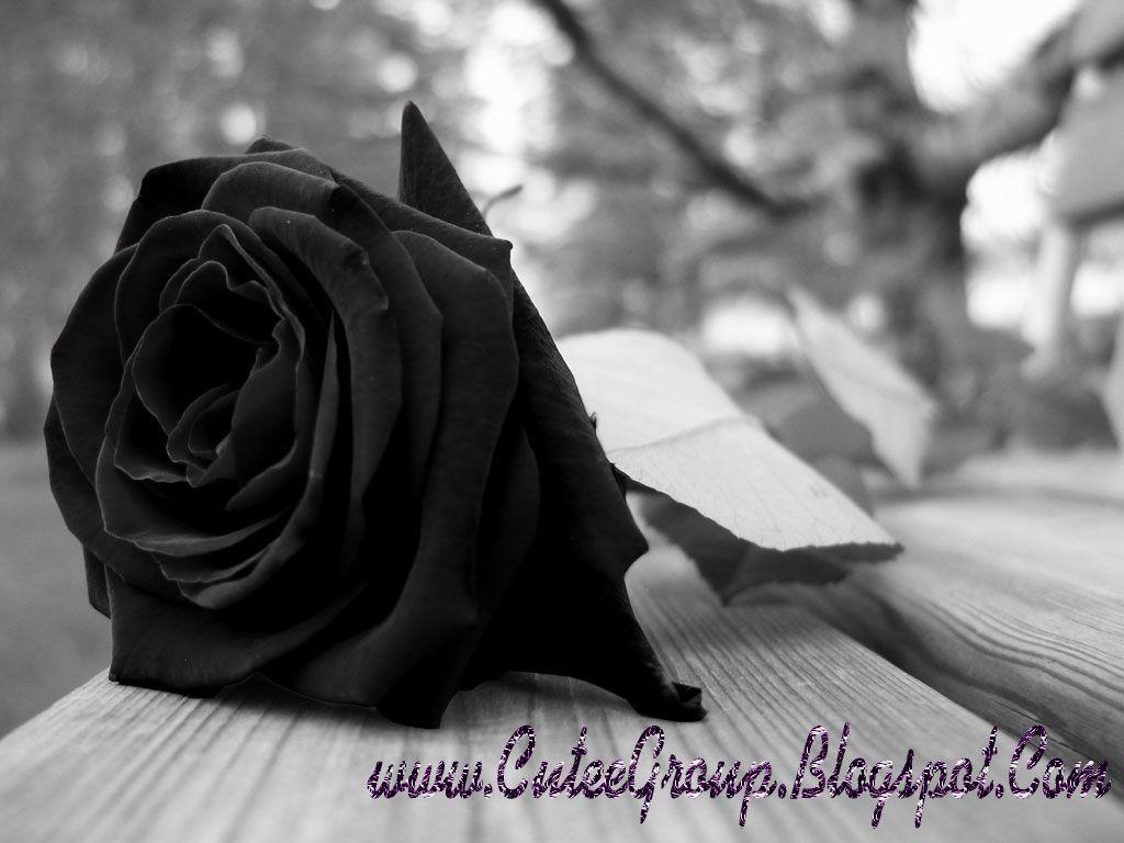 Single Black Rose Flower