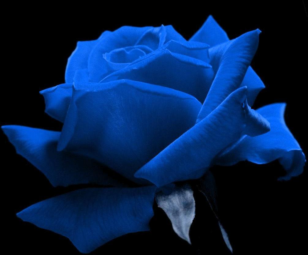 Blue Rose 2 Wallpaper and Background