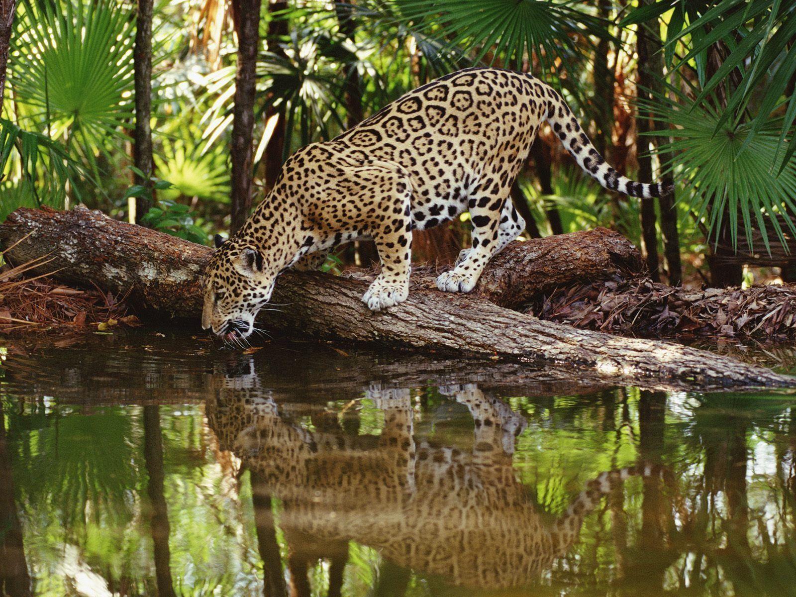 Sed Jaguar Wallpaper Big Cats Animales