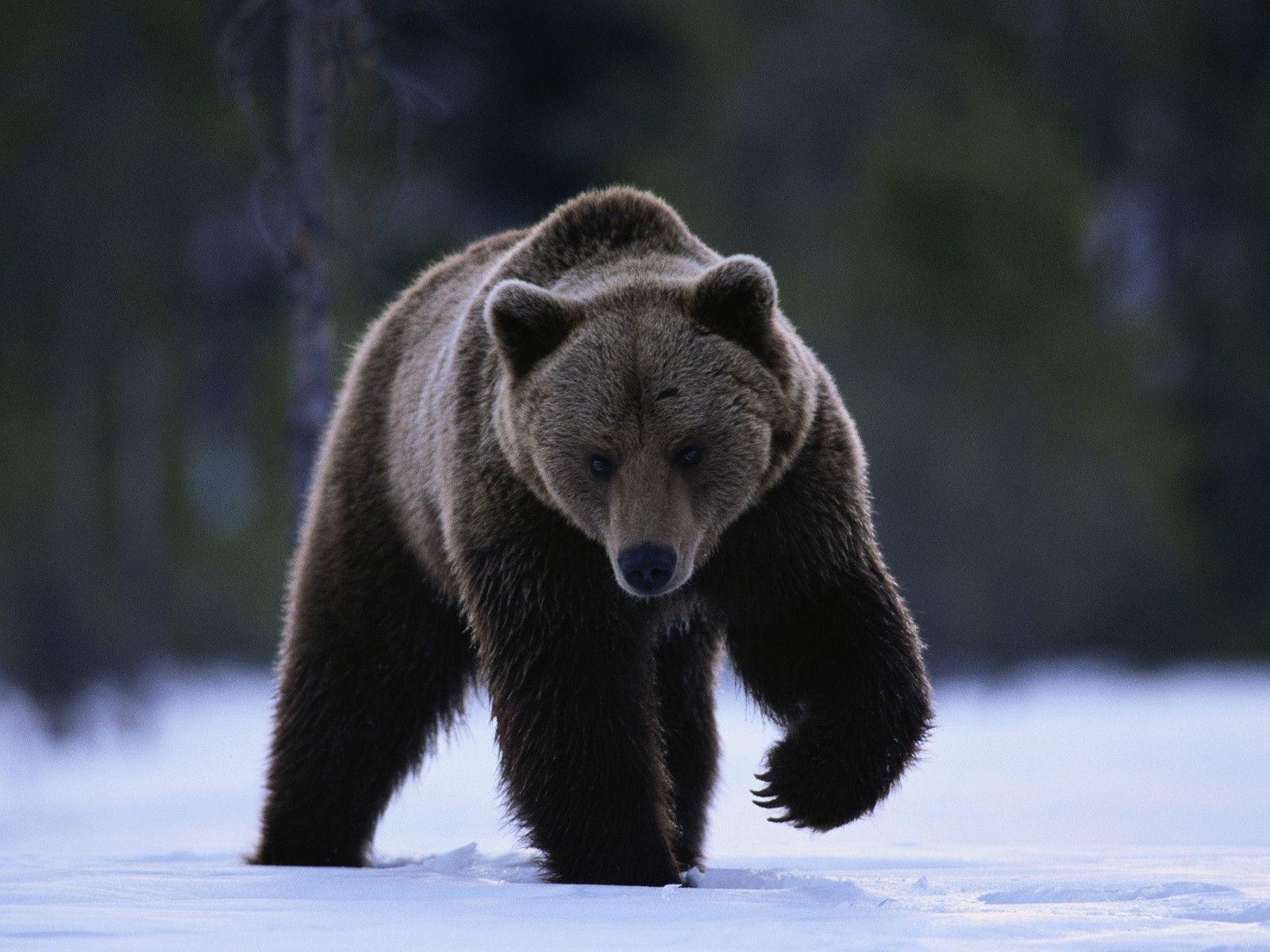 Grizzly Bear Running in the Snow Free and Wallpaper