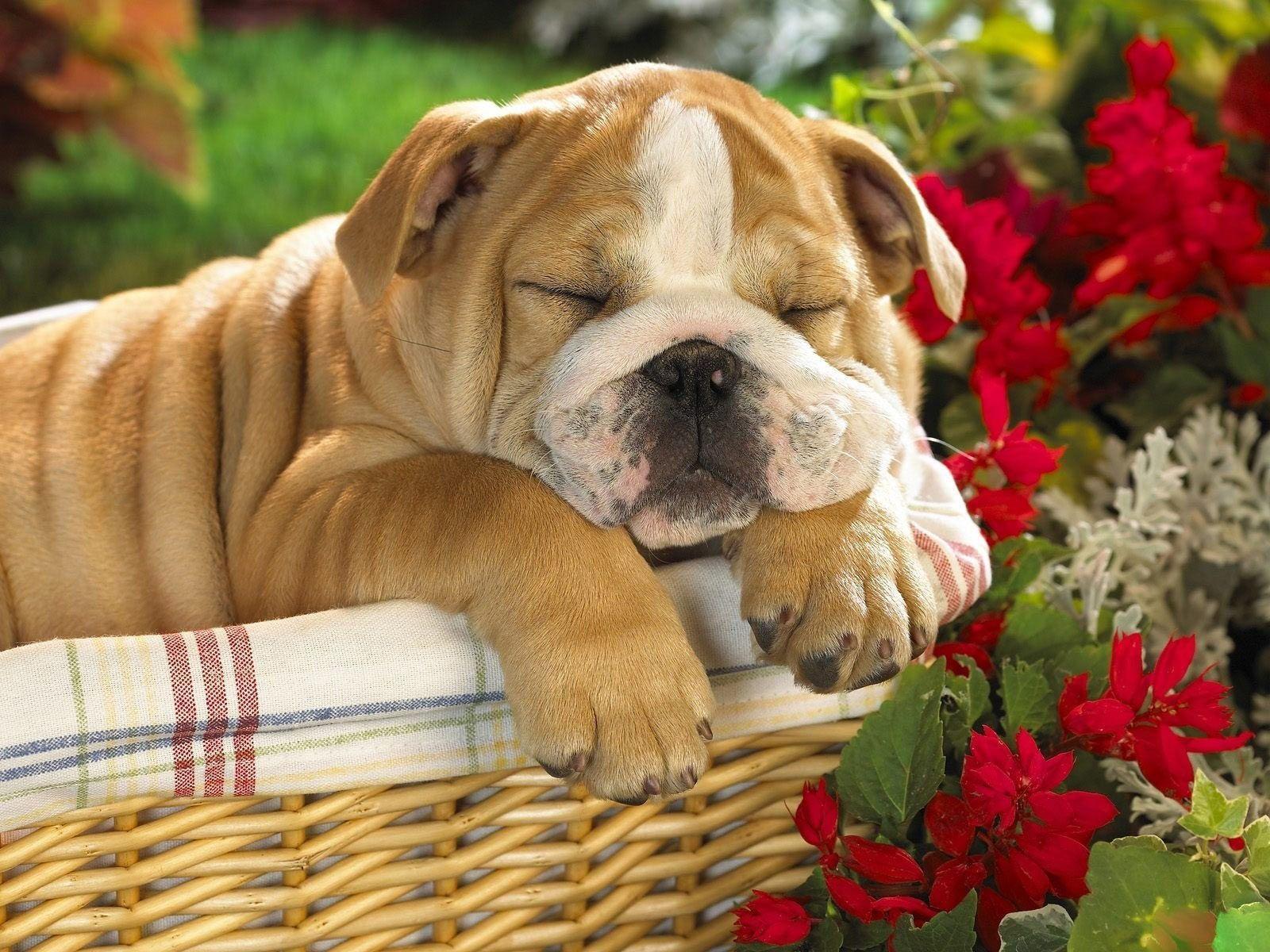 English Bulldog Wallpapers - Wallpaper Cave